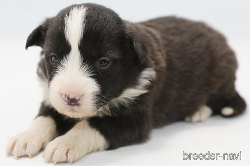 成約済の神奈川県のボーダーコリー-364969の7枚目